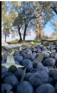Zeytinyağının Faydaları Nelerdir?